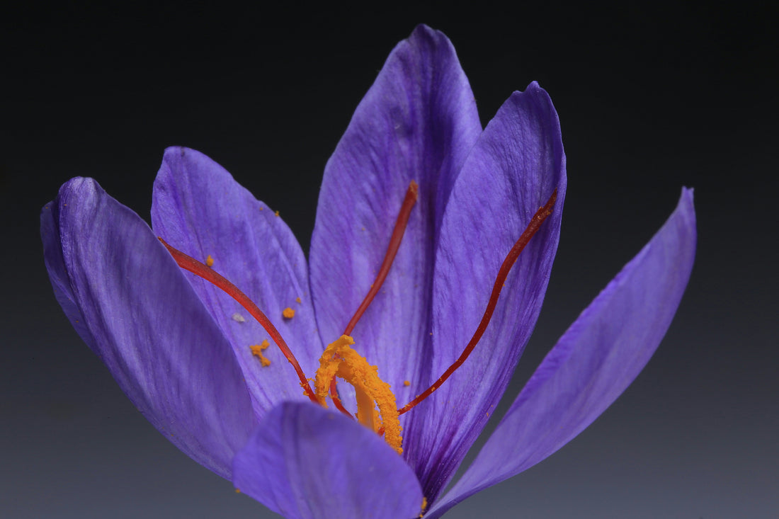 The Amazing Health Benefits of Saffron: Nature’s Golden Spice